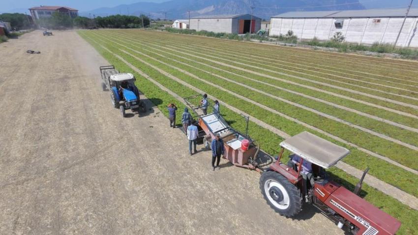 Manisa'da üzüm hasadı başladı: Asmadaki bolluk sergiye yansımadı