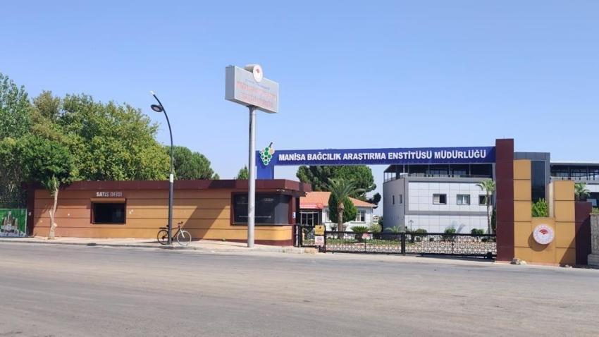 Manisa'da çilek tadı veren üzüm yetiştiriyorlar! Dalda üzüm, tatta çilek hasadı yapıldı