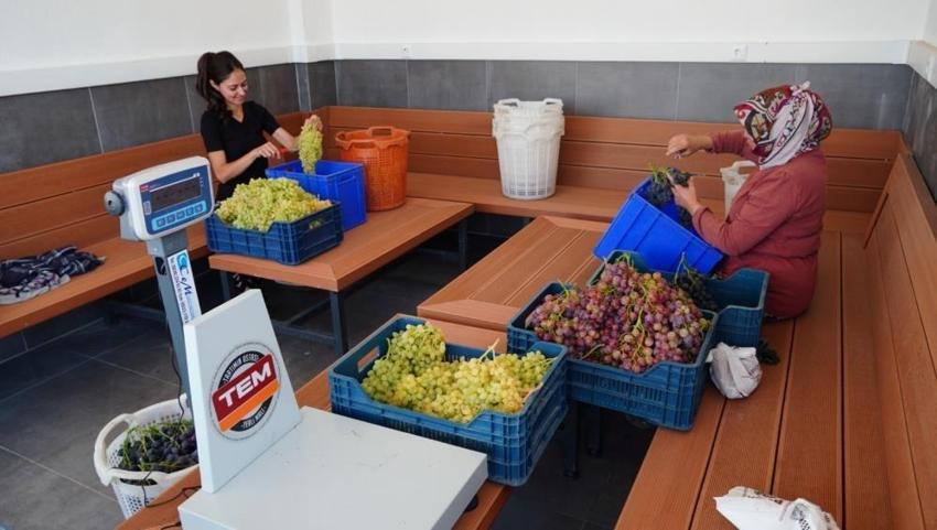 Manisa'da çilek tadı veren üzüm yetiştiriyorlar! Dalda üzüm, tatta çilek hasadı yapıldı