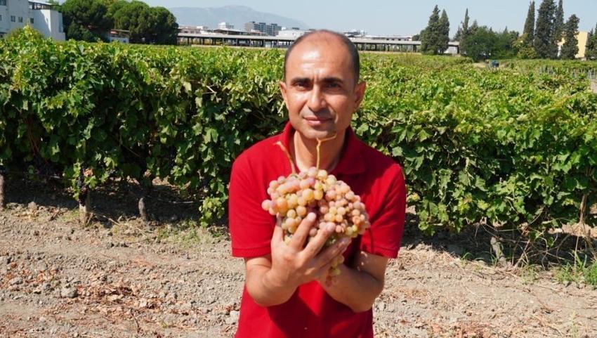 Manisa'da çilek tadı veren üzüm yetiştiriyorlar! Dalda üzüm, tatta çilek hasadı yapıldı