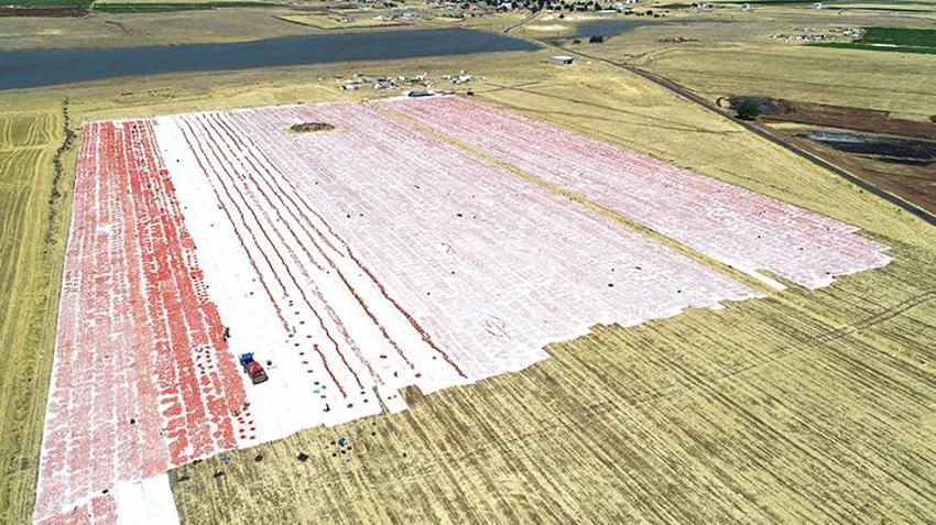 Karacadağ’ın domatesleri dünya sofralarında: İtalya ve Amerika Birleşik Devletleri’ne ihraç ediliyor
