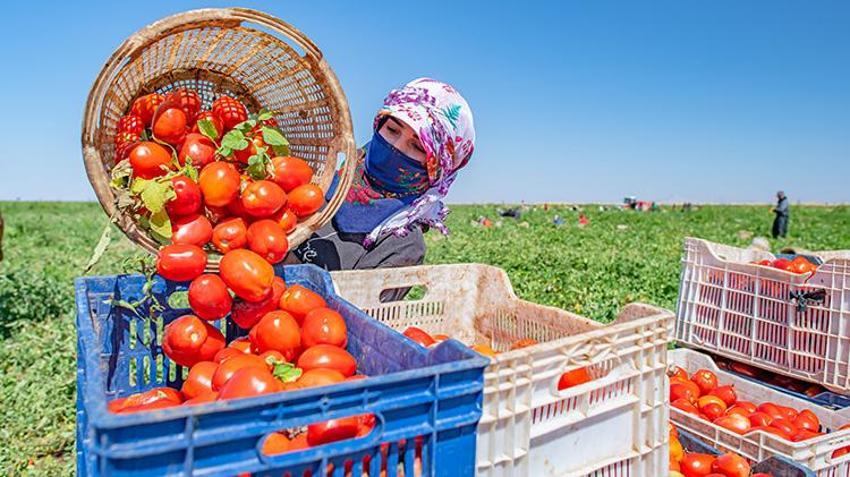 Karacadağ’ın domatesleri dünya sofralarında: İtalya ve Amerika Birleşik Devletleri’ne ihraç ediliyor