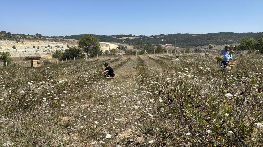 4 yıl önce Safranbolu'da dikti: Şimdi kendi markasıyla satmayı hedefliyor