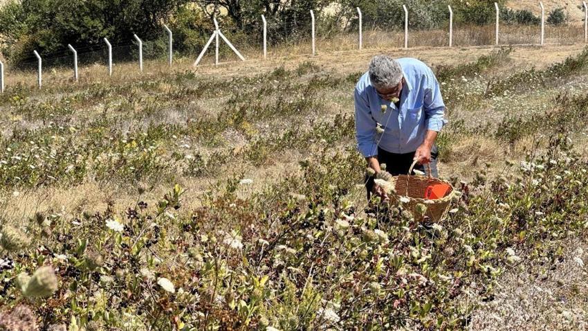 4 yıl önce Safranbolu'da dikti: Şimdi kendi markasıyla satmayı hedefliyor