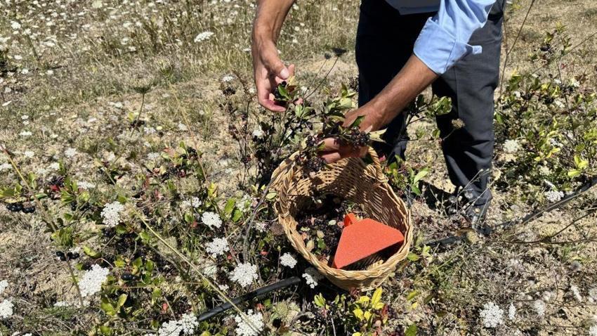 4 yıl önce Safranbolu'da dikti: Şimdi kendi markasıyla satmayı hedefliyor
