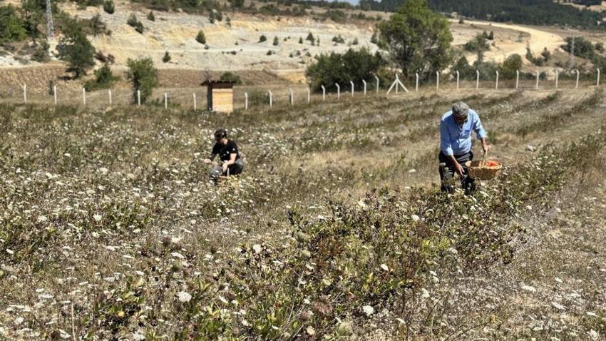 4 yıl önce Safranbolu'da dikti: Şimdi kendi markasıyla satmayı hedefliyor