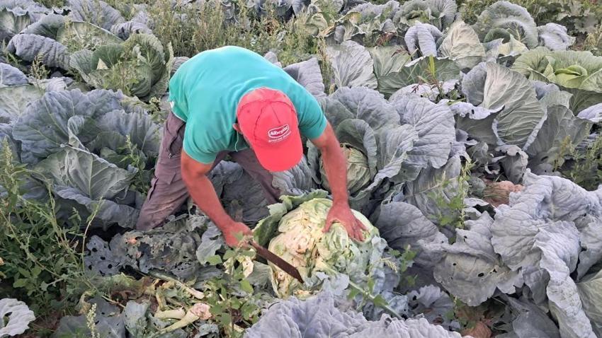 Erzurum’da tarlalar dolup taştı! 500 binden fazla ekilen o ürünün hasadı başladı