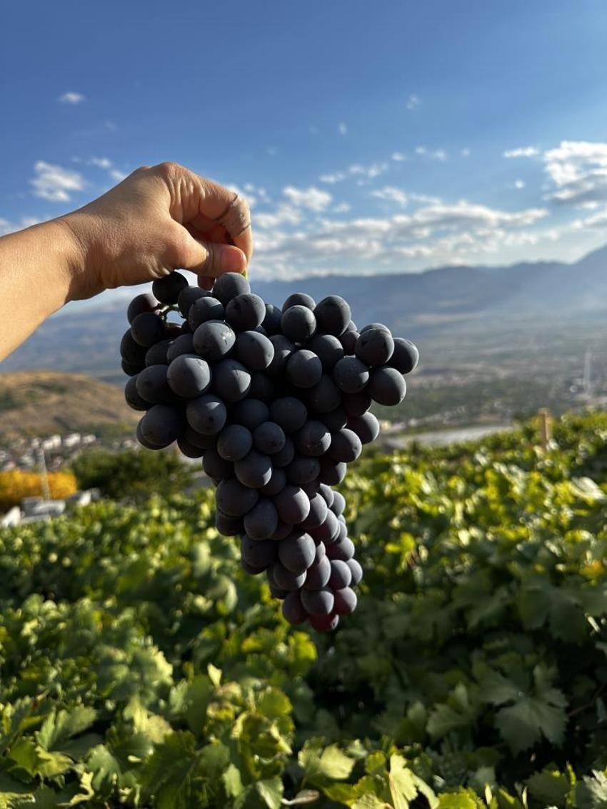 200 yıllık bağlarda yetiştiriliyor! Avrupa ve Orta Doğu'dan sipariş yağıyor: Siyah altın için geri sayım başladı