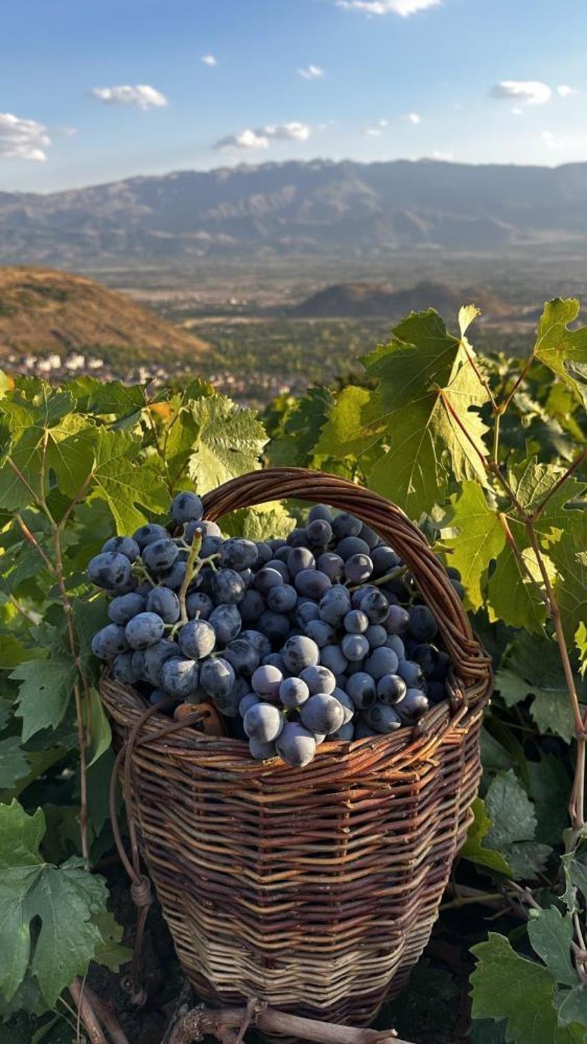 200 yıllık bağlarda yetiştiriliyor! Avrupa ve Orta Doğu'dan sipariş yağıyor: Siyah altın için geri sayım başladı