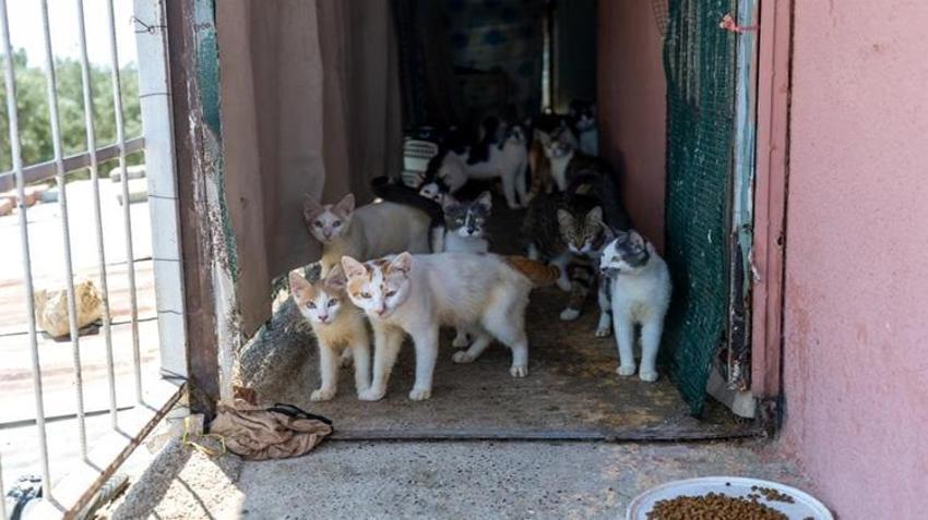 Mersin'de ağır koku ihbarına giden ekipler şaşkına döndü! Tek bir evde tam 100 tane bulundu
