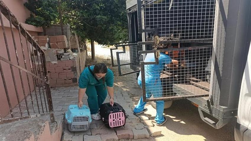 Mersin'de ağır koku ihbarına giden ekipler şaşkına döndü! Tek bir evde tam 100 tane bulundu