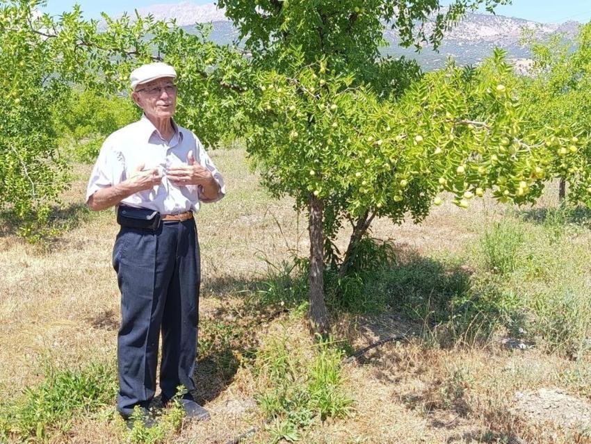 Denizli'de hasat başladı! Ölümsüzlük meyvesi olarak biliniyor, yurt dışından talep yağıyor