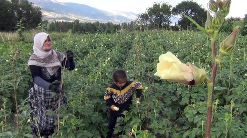 Çorum'da 12 köyün geçim kaynağı! Aracı yok, doğallık var: Çiftçi hem üretiyor hem satıyor