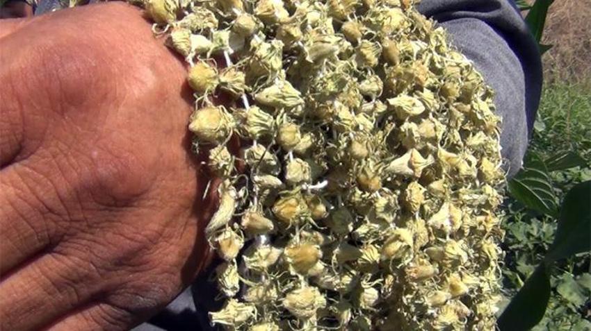 Çorum'da 12 köyün geçim kaynağı! Aracı yok, doğallık var: Çiftçi hem üretiyor hem satıyor