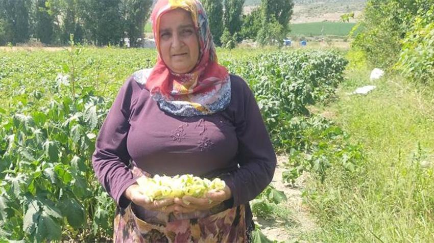 Çorum'da 12 köyün geçim kaynağı! Aracı yok, doğallık var: Çiftçi hem üretiyor hem satıyor