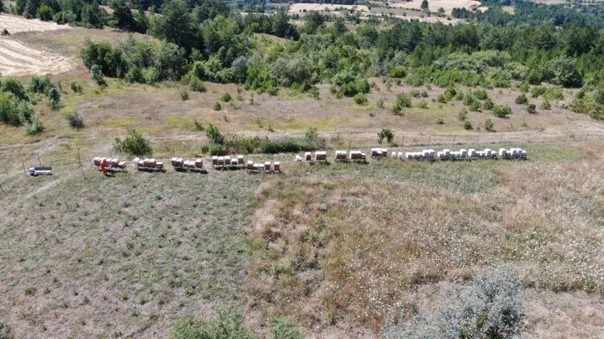Kastamonu'da hasat bitti! Verim düştü, kilosu 1500 liradan satılıyor