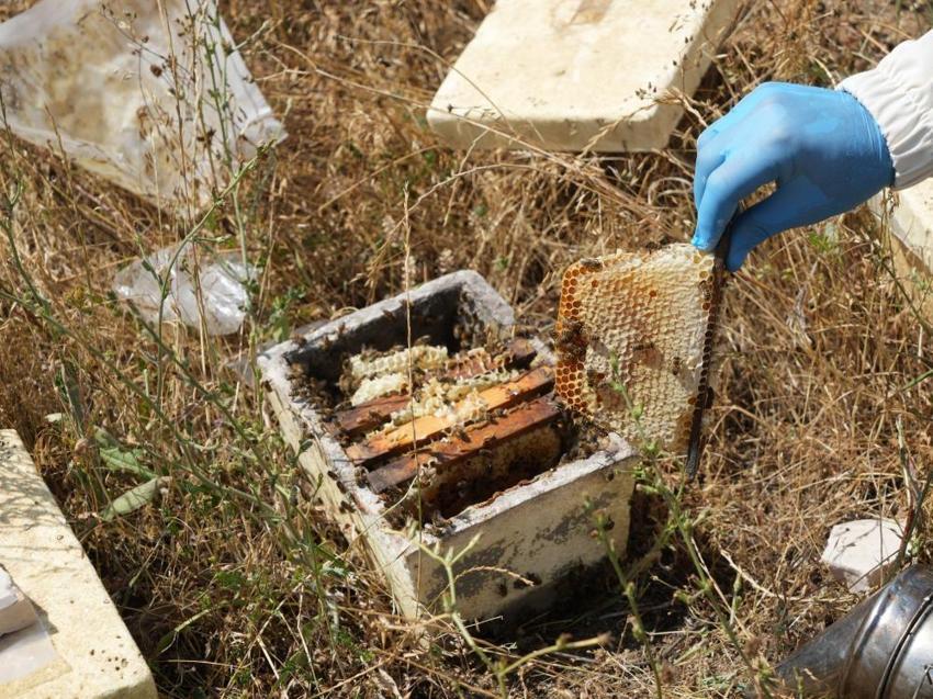 Kastamonu'da hasat bitti! Verim düştü, kilosu 1500 liradan satılıyor