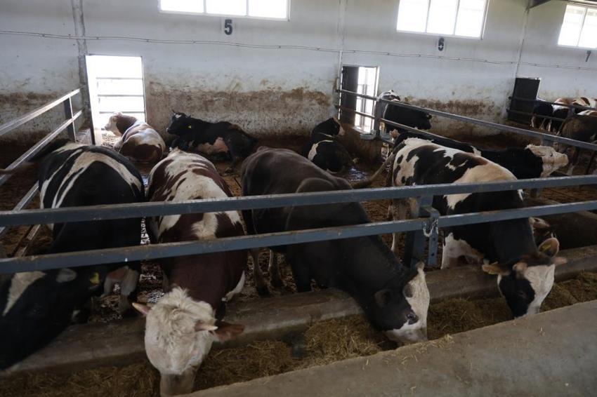 Müşterisinin elektrik işini yaparken hayvancılığa başladı! Hayatı tamamen değişti, 200 hayvanla dev çiftlik sahibi oldu!