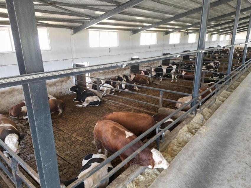 Müşterisinin elektrik işini yaparken hayvancılığa başladı! Hayatı tamamen değişti, 200 hayvanla dev çiftlik sahibi oldu!