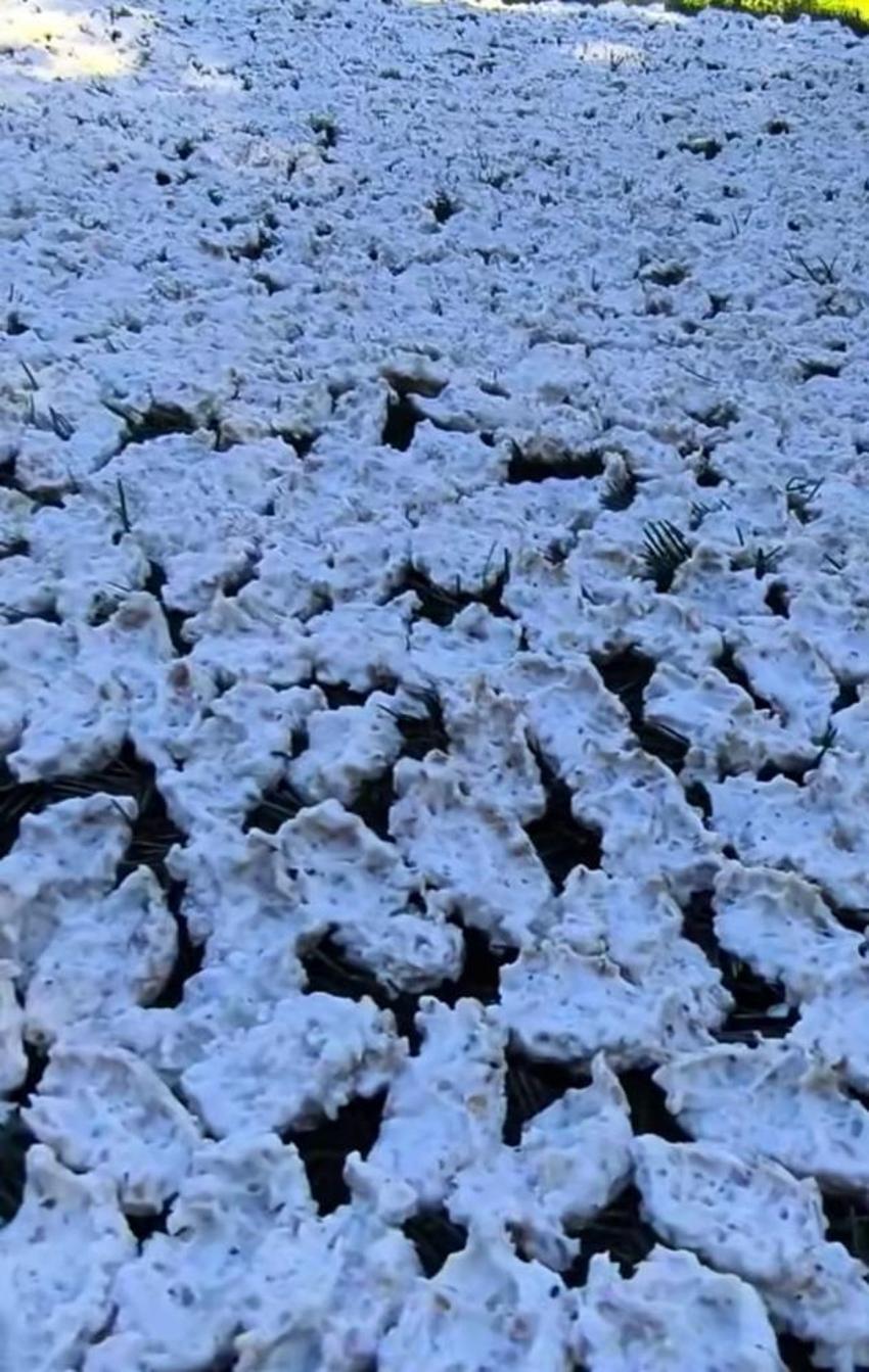 Kahramanmaraş'ta imece usulü hasat! Sırrı mezla dallarında