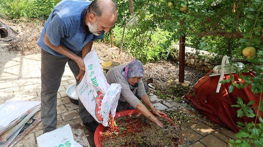 Dalında 100 TL, kazana girince 1000 TL! Kozan'da 'kızıl altın' mesaisi başladı