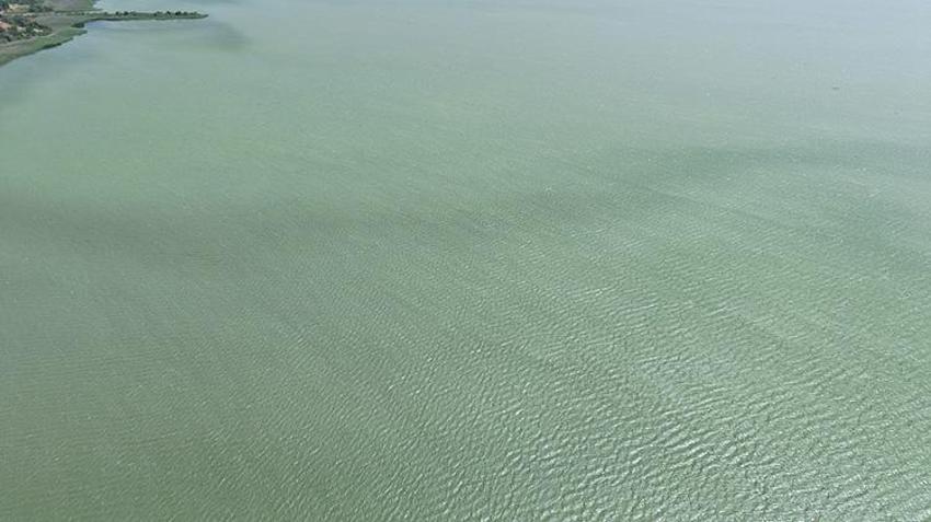 Uluabat Gölü'nde alarm: Ramsar koruma altındaki göl alg patlaması nedeniyle yeşile büründü!