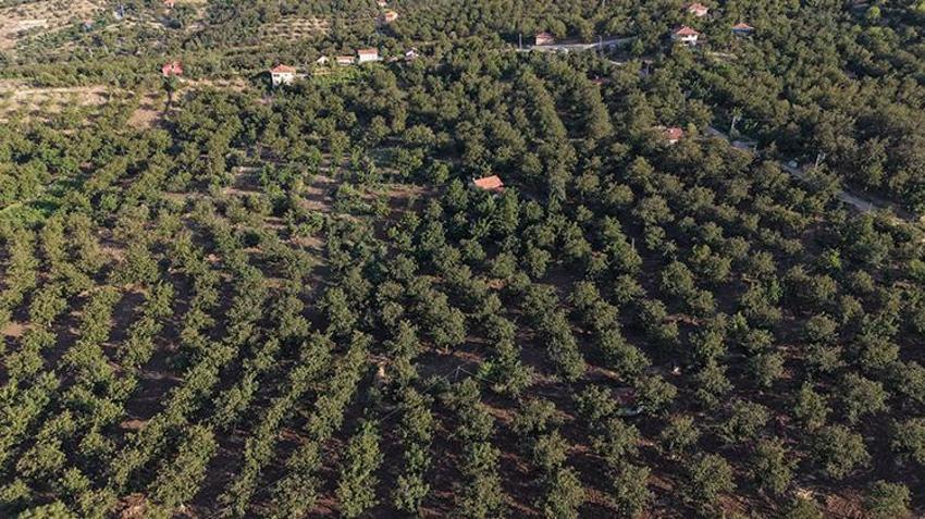 Türkiye'nin ceviz üssü Oğuzlar'da hasat öncesi rekolte endişesi! Üreticisi ikinci yılında da don etkisini aşamadı
