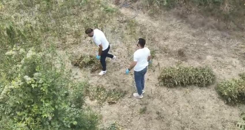 Bafra'da büyük uyuşturucu operasyonu: 138 kilo 610 gram kubar esrar ele geçirildi!