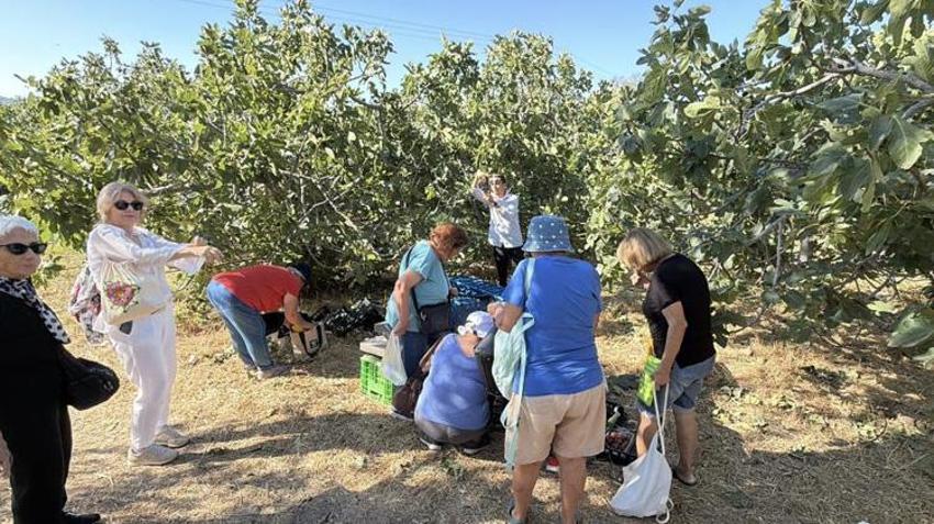 Turistler oraya akın etti! Hem hasat yaptılar hem de tarihi yerleri keşfettiler