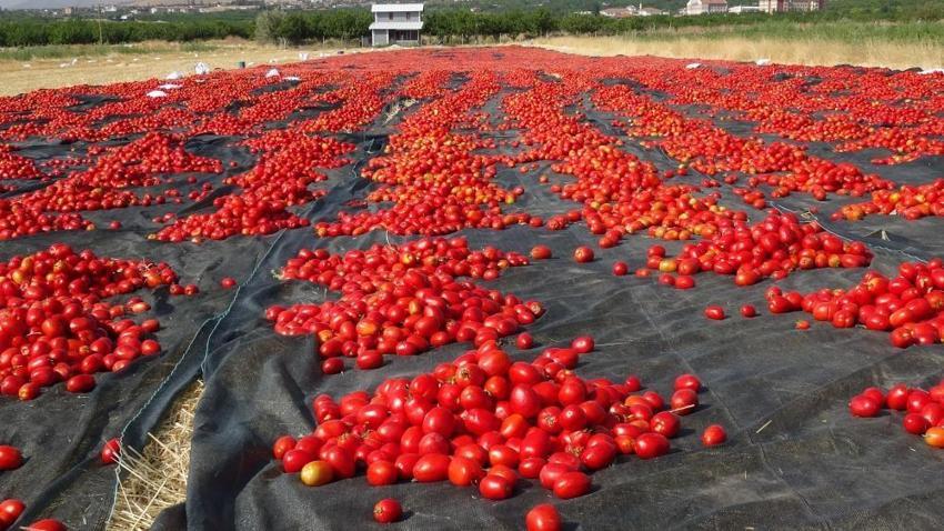 Malatyalı üreticinin yeni gelir kapısı oldu! Tonlarca üretilip Avrupa ve Orta Doğu'ya satılıyor: Talep yağıyor