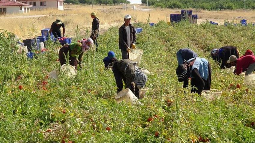 Malatyalı üreticinin yeni gelir kapısı oldu! Tonlarca üretilip Avrupa ve Orta Doğu'ya satılıyor: Talep yağıyor