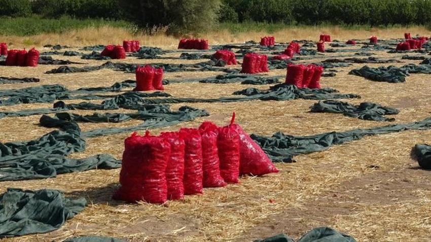 Malatyalı üreticinin yeni gelir kapısı oldu! Tonlarca üretilip Avrupa ve Orta Doğu'ya satılıyor: Talep yağıyor