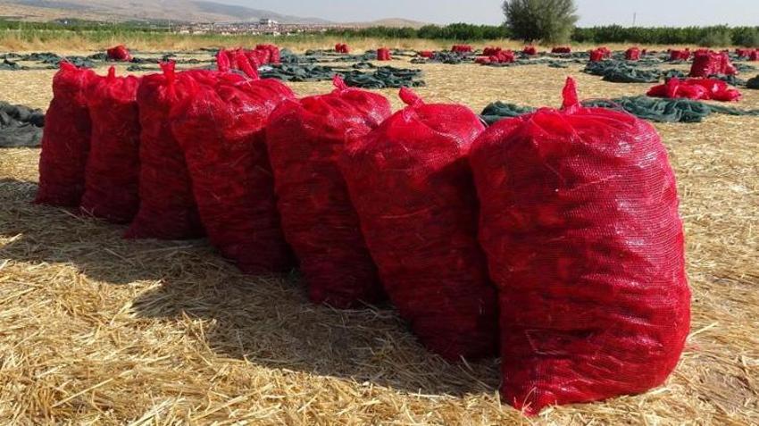 Malatyalı üreticinin yeni gelir kapısı oldu! Tonlarca üretilip Avrupa ve Orta Doğu'ya satılıyor: Talep yağıyor