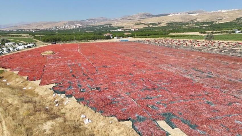 Malatyalı üreticinin yeni gelir kapısı oldu! Tonlarca üretilip Avrupa ve Orta Doğu'ya satılıyor: Talep yağıyor