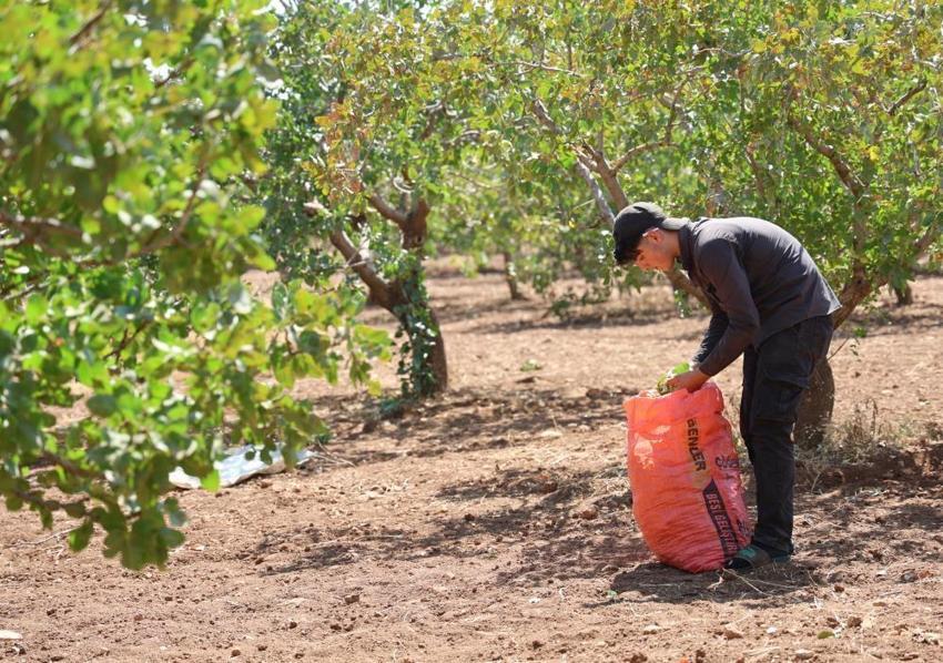 Diyarbakır'da hasat başladı ama çalışacak işçi bulunamıyor! Yeşil altın tarlada kaldı: Yevmiye 1.500 TL