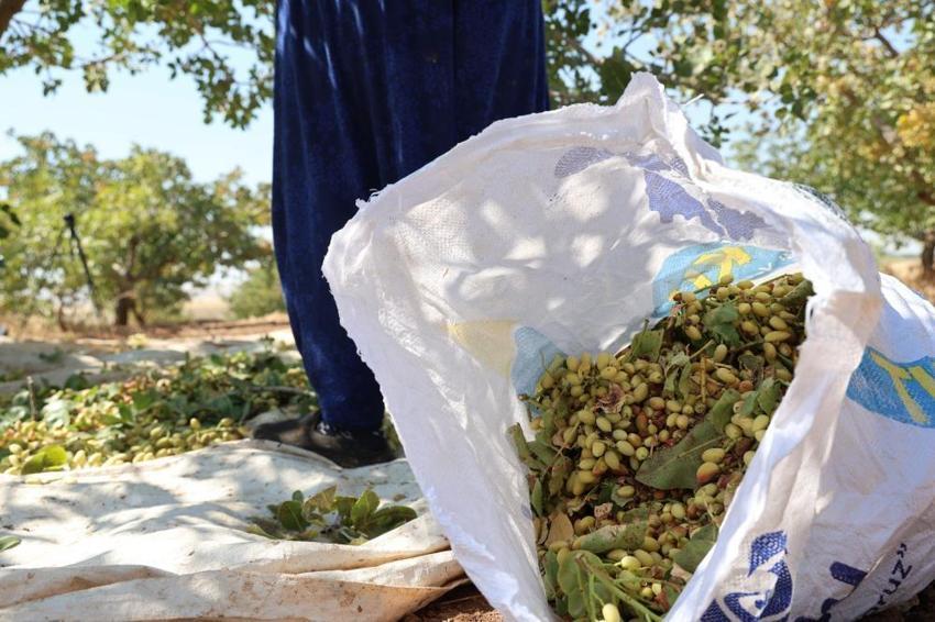 Diyarbakır'da hasat başladı ama çalışacak işçi bulunamıyor! Yeşil altın tarlada kaldı: Yevmiye 1.500 TL