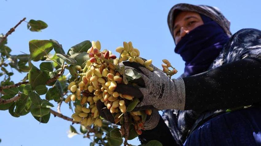 Diyarbakır'da hasat başladı ama çalışacak işçi bulunamıyor! Yeşil altın tarlada kaldı: Yevmiye 1.500 TL