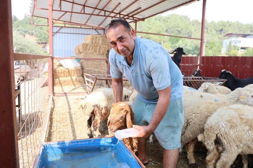 Adana’da kavurucu sıcaklara karşı ilginç çözüm! Koyun ve keçilerini böyle serinletiyor