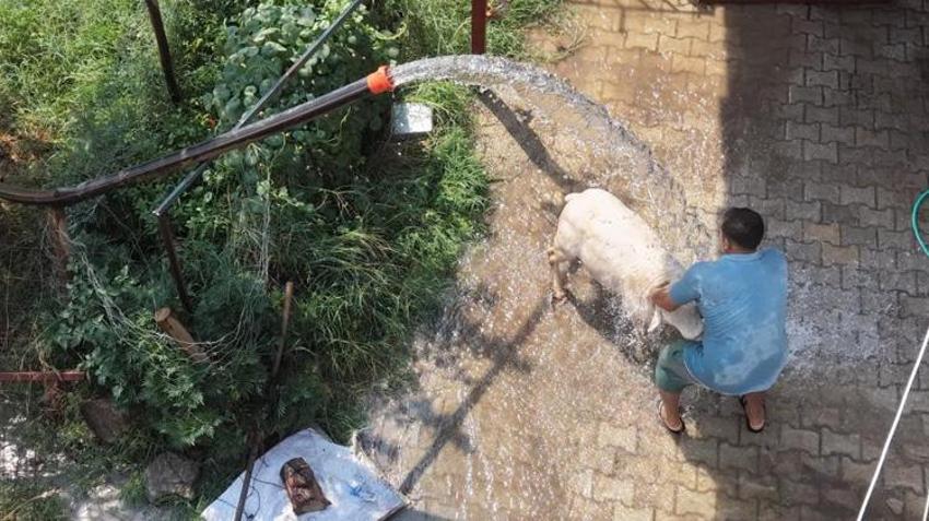Adana’da kavurucu sıcaklara karşı ilginç çözüm! Koyun ve keçilerini böyle serinletiyor