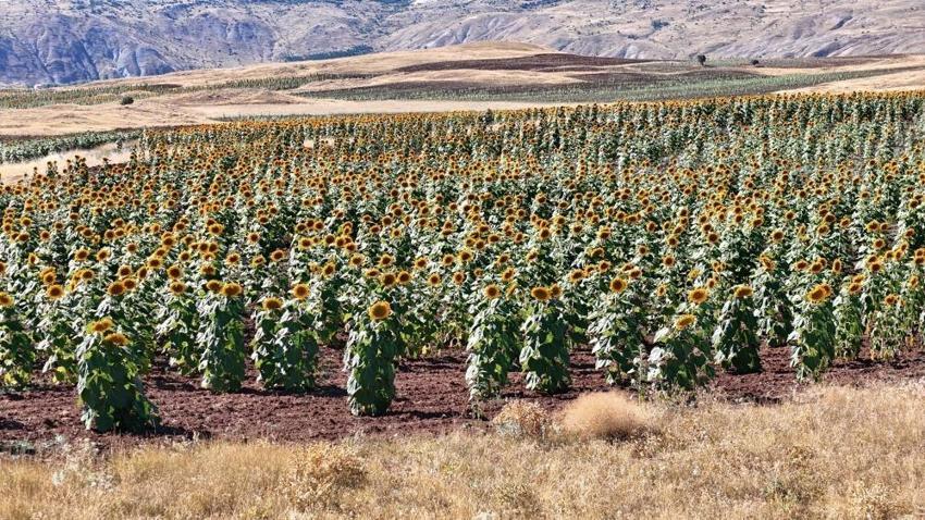 Sivas'ta üretimi yüzde 109 arttı: 190 bin dönüm alanda çiftçiler başardı