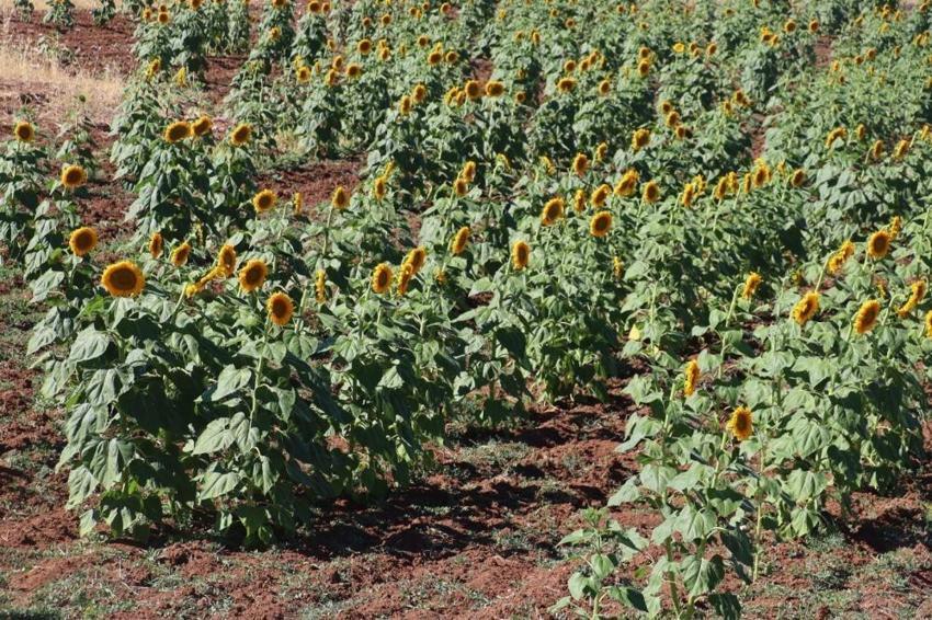 Sivas'ta üretimi yüzde 109 arttı: 190 bin dönüm alanda çiftçiler başardı