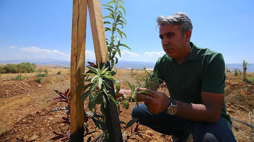 Tarım ve hayvancılığın 'Silikon Vadisi' Bingöl'de kuruluyor: Akıllı sulamayla üretim başladı! Taşlık atıl araziler akıllı meyve bahçesine dönüştü! '20 tür bölgede ilk kez denendi'