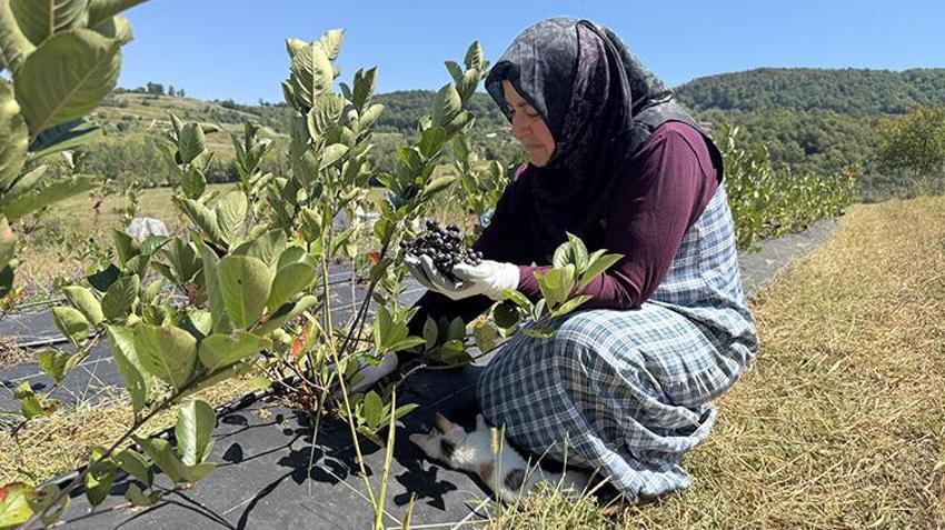 Eşinin ısrarıyla başladı, atıl araziyi servete dönüştürdü! Şimdi siparişlere yetişemiyor