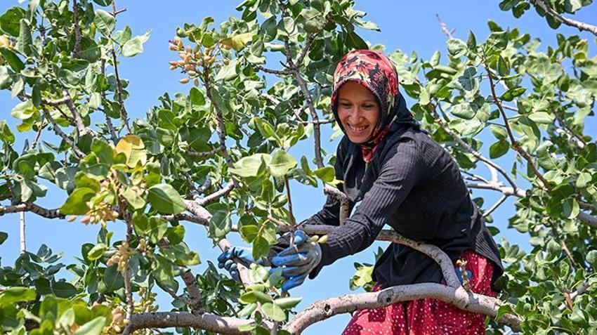 Baklavaya lezzet veren 'yeşil altın' toplanıyor: Sabahın erken saatlerinde başlıyorlar!