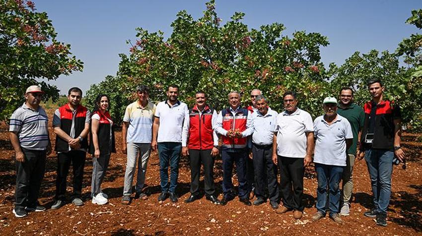 Baklavaya lezzet veren 'yeşil altın' toplanıyor: Sabahın erken saatlerinde başlıyorlar!