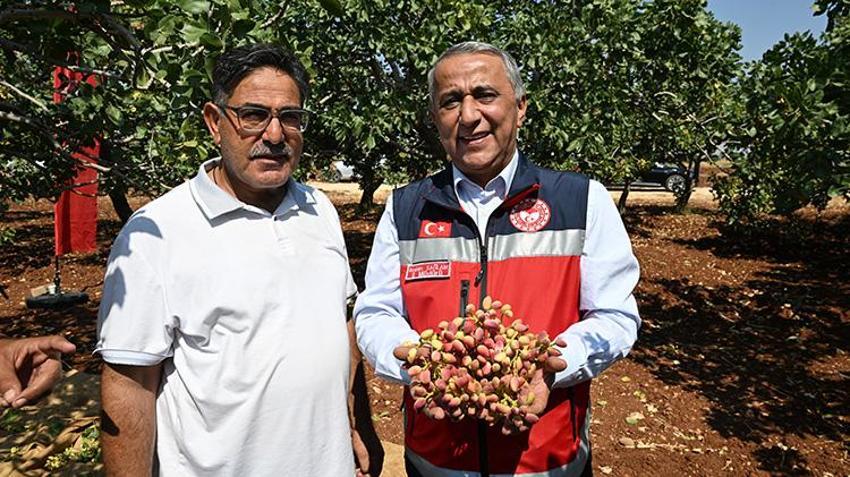 Baklavaya lezzet veren 'yeşil altın' toplanıyor: Sabahın erken saatlerinde başlıyorlar!