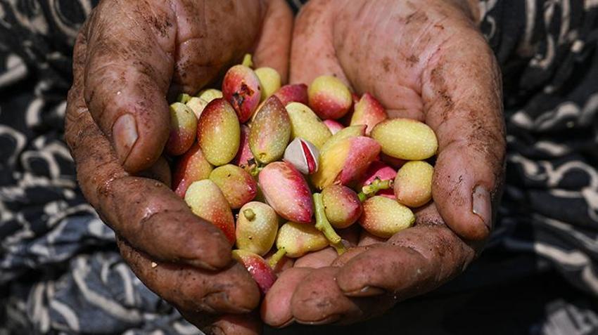 Baklavaya lezzet veren 'yeşil altın' toplanıyor: Sabahın erken saatlerinde başlıyorlar!