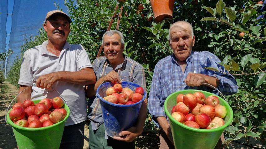 Türkiye'nin elma deposu Karaman'da erkenci elma hasadı başladı: Geçen yıl yok denecek kadar azdı bu yıl rekolte yüksek
