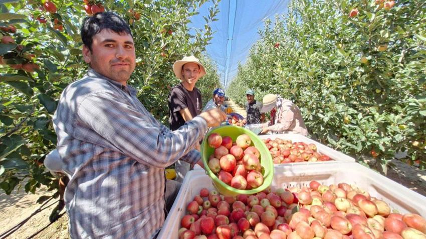 Türkiye'nin elma deposu Karaman'da erkenci elma hasadı başladı: Geçen yıl yok denecek kadar azdı bu yıl rekolte yüksek