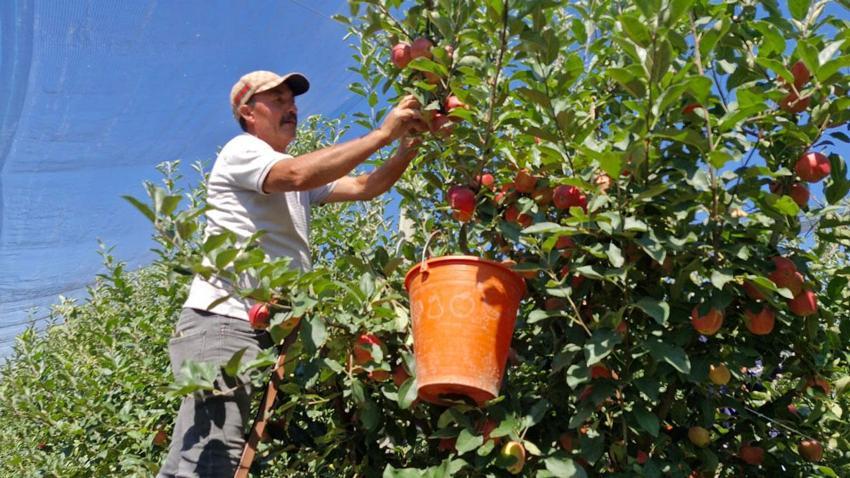 Türkiye'nin elma deposu Karaman'da erkenci elma hasadı başladı: Geçen yıl yok denecek kadar azdı bu yıl rekolte yüksek